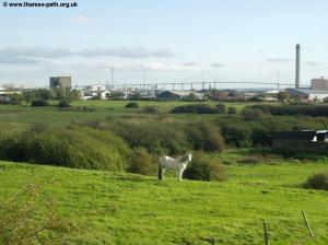 Horse grazing with the QE2 bridge beyond