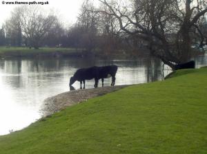 Cattle drinking from the Thames near Chertsey