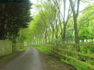 The Tree-lined Lane