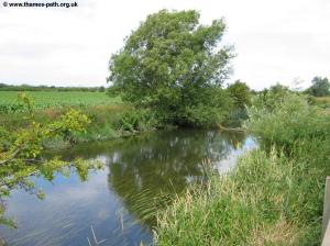 The reed filled Thames near Water Eaton