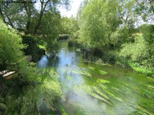 The reed-filled river at Castle Eaton